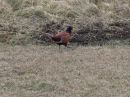 spiekeroog_ostern_2006_296